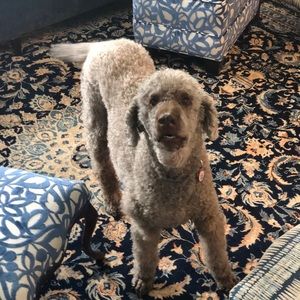 Meet your Posher, James